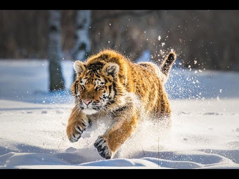 Дикая природа  России   Wildlife in Russia   National Geographic 4K Ultra HD - Тренды Ютуба