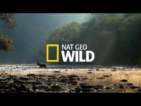 Дикая природа Чили (Жизнь без воды) - Тренды Ютуба