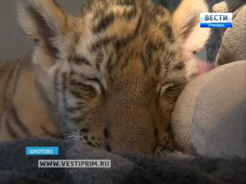 В Шкотово дома у ветеринара подрастает маленький  Шерхан — детеныш тигров  Амура и Уссури - Тренды Ютуба