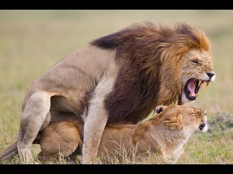 Африканские животные  - Лев Спаривание,  Дикие животные - Тренды Ютуба