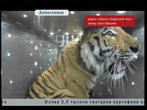 Знаменитого тигра Владика выпустили на свободу - Тренды Ютуба