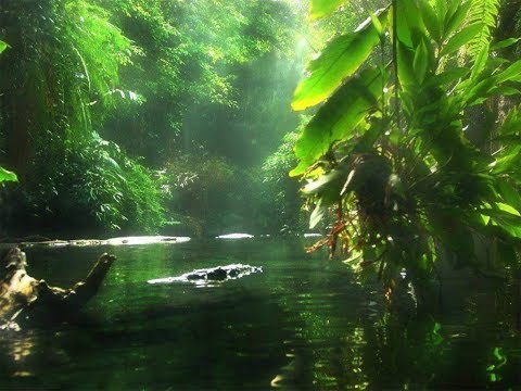 Интересные факты  Джунгли  Дикая природа и животные Южной Азии  Лучший фильм о природе - Тренды Ютуба