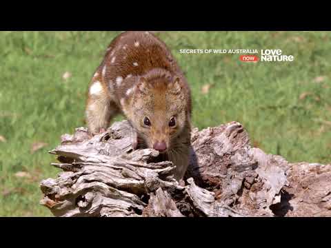 Тайны дикой природы Австралии : Сумчатые малютки 4K - Тренды Ютуба