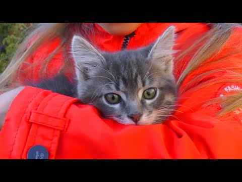 ВЛОГ Ярослава спасла маленького котенка на улице | Видео для детей - Тренды Ютуба